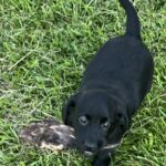 Rigby/Ranger