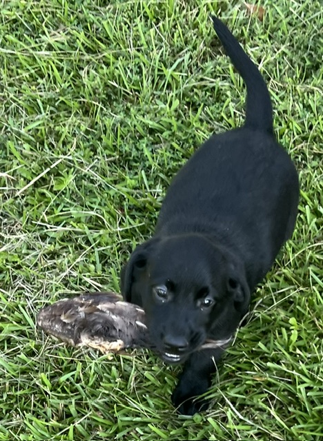 Rigby/Ranger