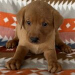 Peaches/Ranger