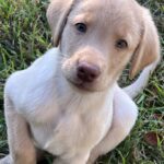 Peaches/Ranger