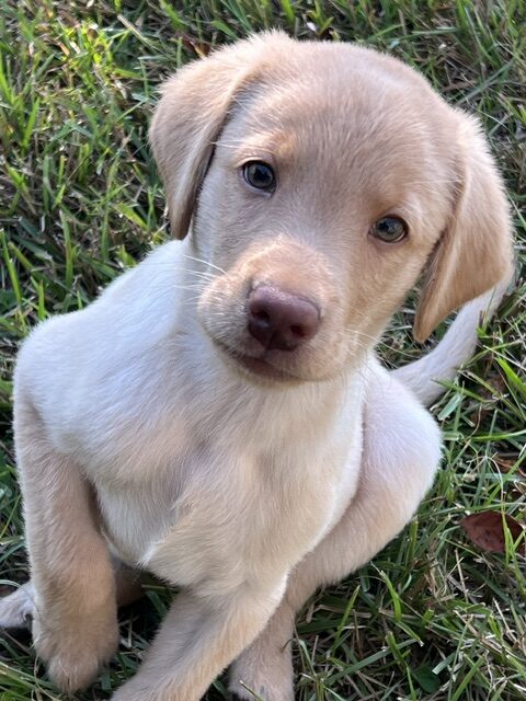Peaches/Ranger